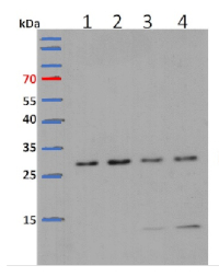 L13-1 | 60S ribosomal protein L13-1 in the group Antibodies Plant/Algal  / DNA/RNA/Cell Cycle / Translation at Agrisera AB (Antibodies for research) (AS13 2650)